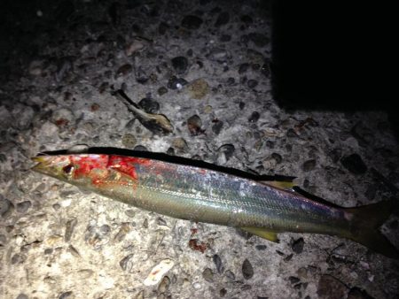 タチウオ爆釣、そしてカマスにアナゴ！よく釣…